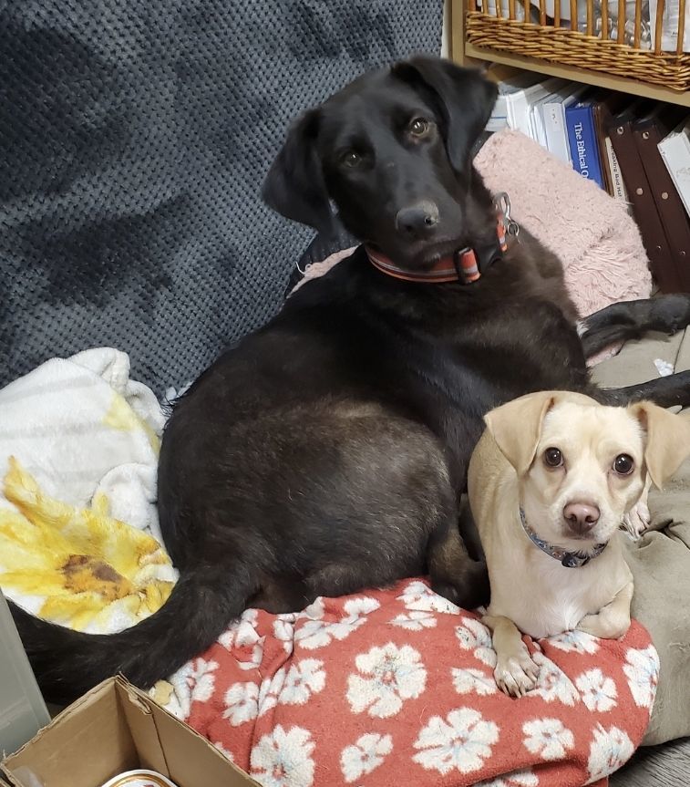 Mr. Miles Smiles lab!!, a Adoptable Black Labrador Retriever in Manhattan Beach, CA image 3/4