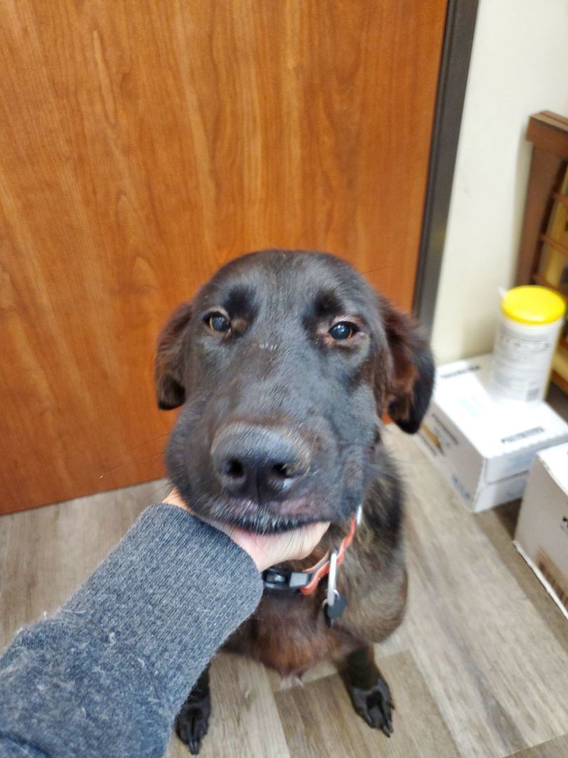 Mr. Miles Smiles lab!!, a Adoptable Black Labrador Retriever in Manhattan Beach, CA image 4/4