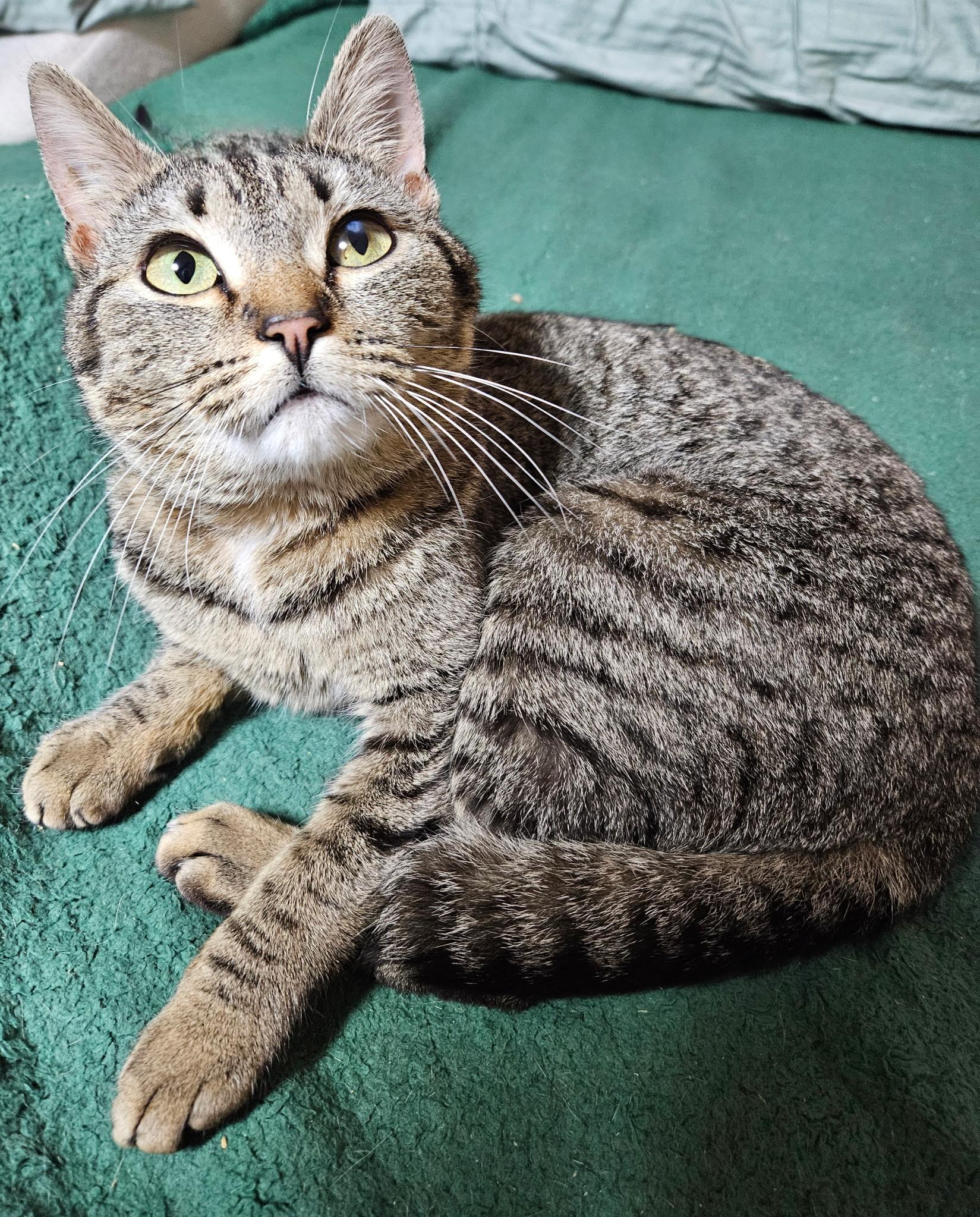 Melody, ADOPTABLE, Young Female Domestic Short Hair.