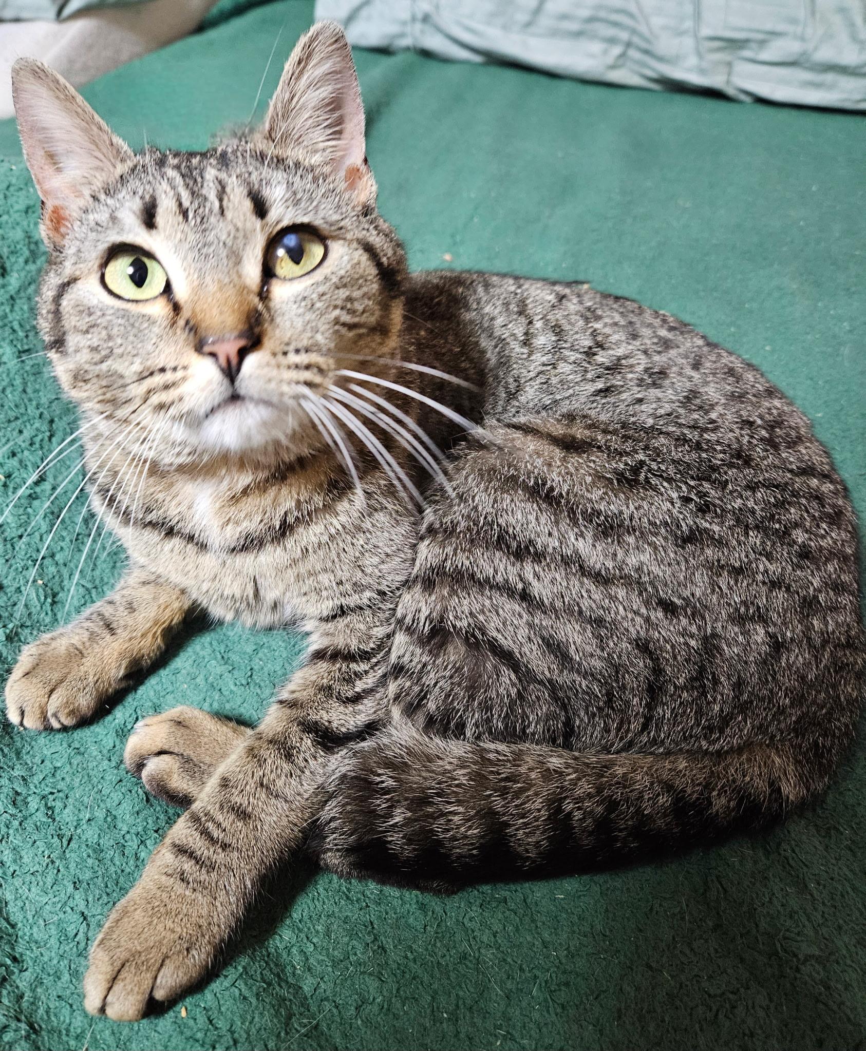 Enlarge Melody, a ADOPTABLE mixed breed in Rocky Hill, CT image 2/4