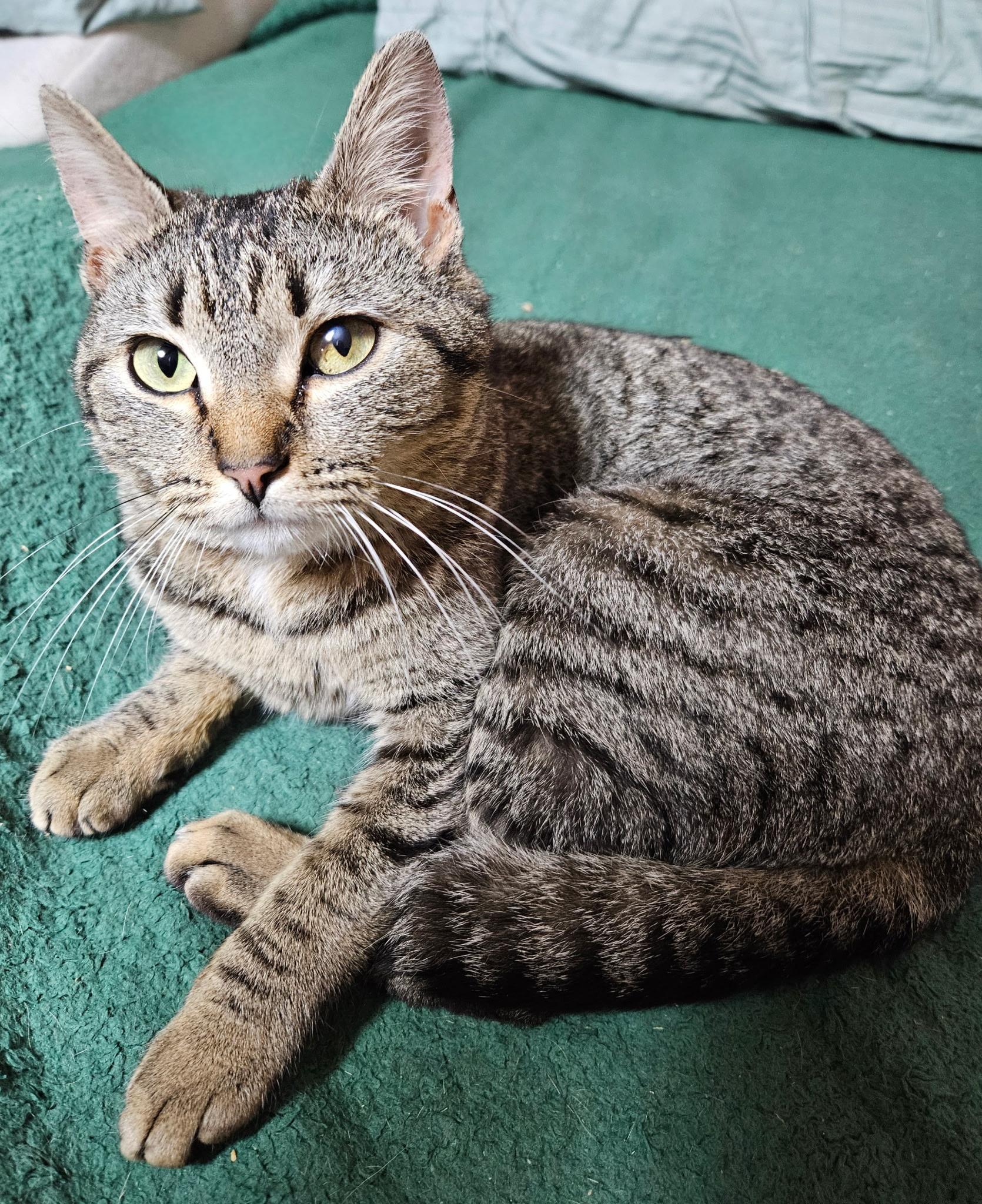 Enlarge Melody, a ADOPTABLE mixed breed in Rocky Hill, CT image 3/4