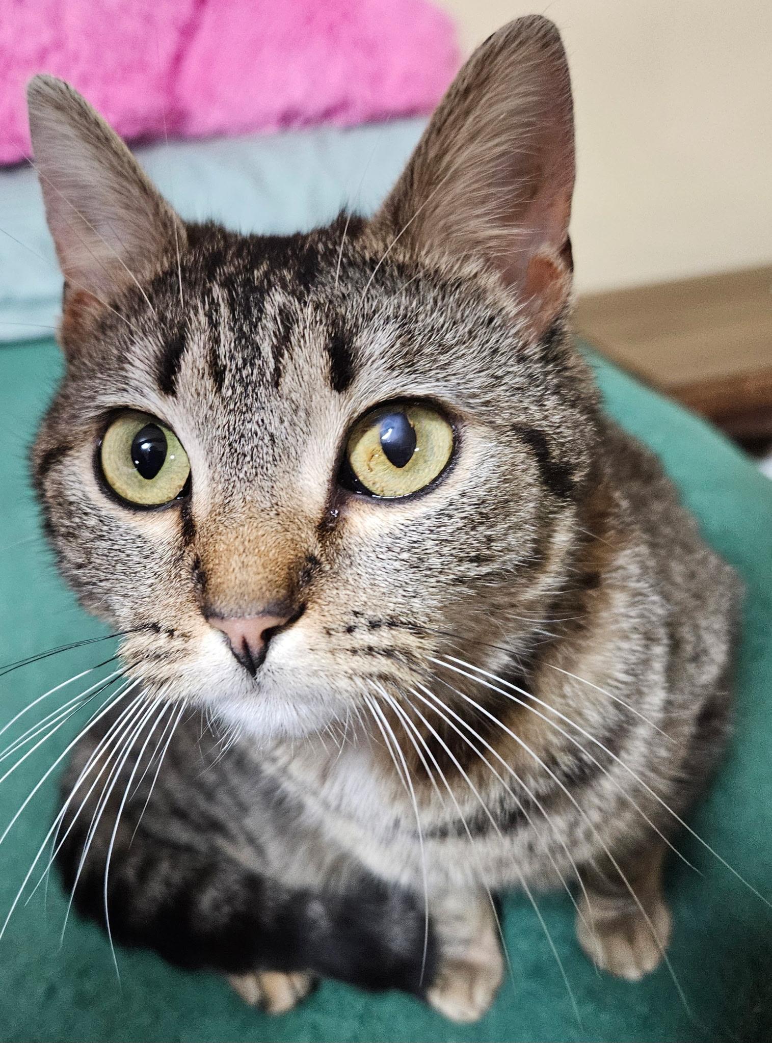 Enlarge Melody, a ADOPTABLE mixed breed in Rocky Hill, CT image 4/4