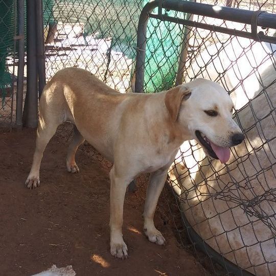 Blondie, an adoptable Labrador Retriever in Anton, TX_image-1