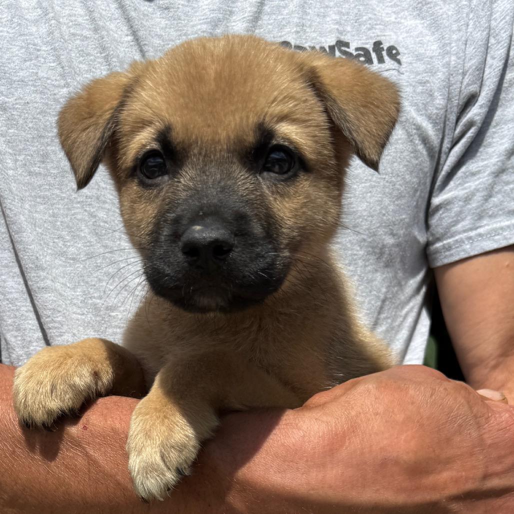 NY Paul (Foster in Brewster NY), Adoptable, Puppy Male Labrador Retriever & Shepherd.