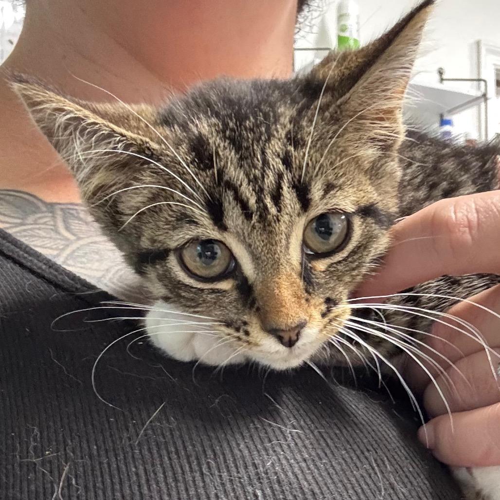 Soul Food International, Adoptable, Young Female Domestic Short Hair.