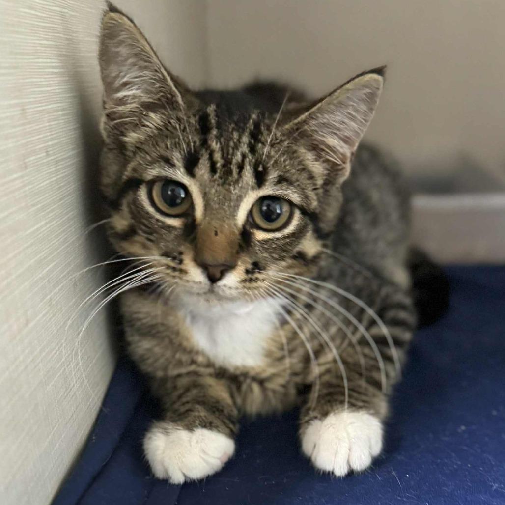 Enlarge Soul Food International, a Adoptable Domestic Short Hair in Fredericksburg, VA image 2/6