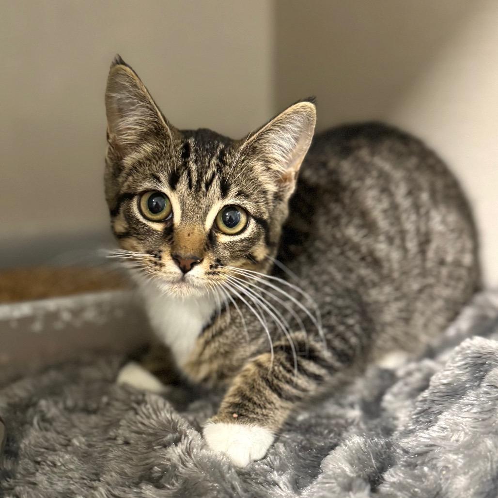 Enlarge Soul Food International, a Adoptable Domestic Short Hair in Fredericksburg, VA image 3/6