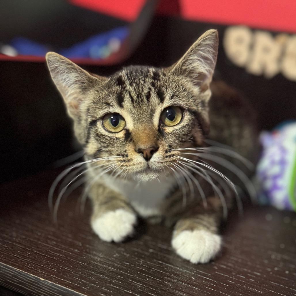 Enlarge Soul Food International, a Adoptable Domestic Short Hair in Fredericksburg, VA image 4/6