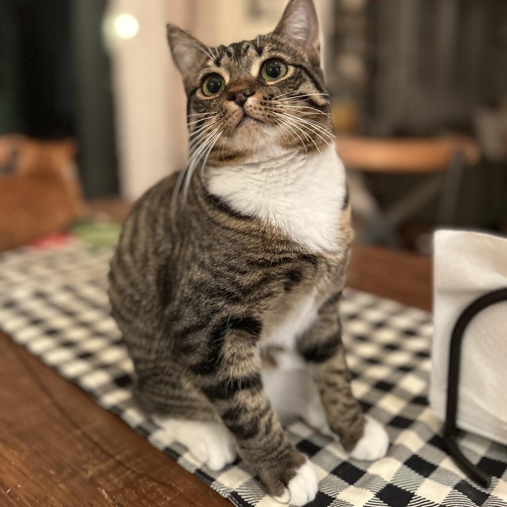 Enlarge Soul Food International, a Adoptable Domestic Short Hair in Fredericksburg, VA image 5/6