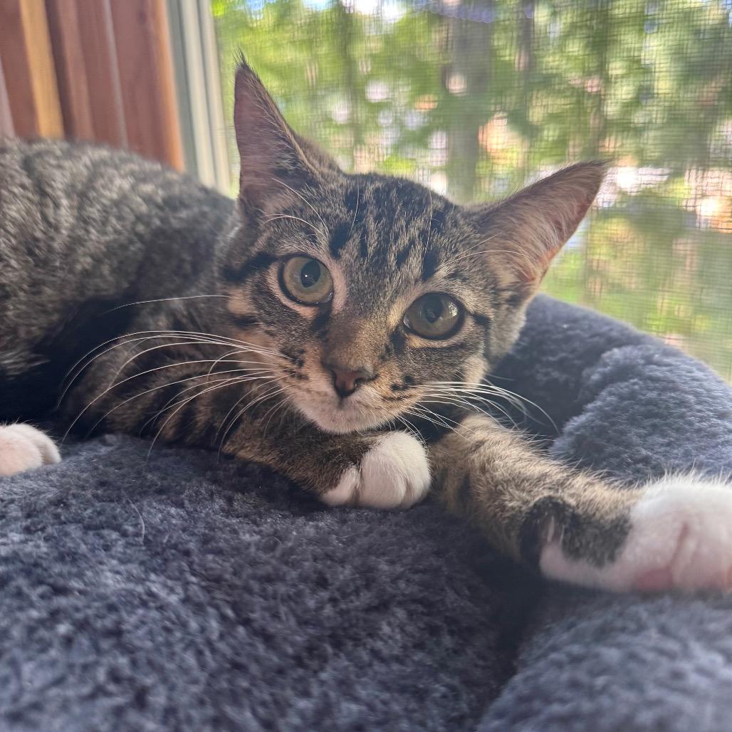 Enlarge Soul Food International, a Adoptable Domestic Short Hair in Fredericksburg, VA image 6/6