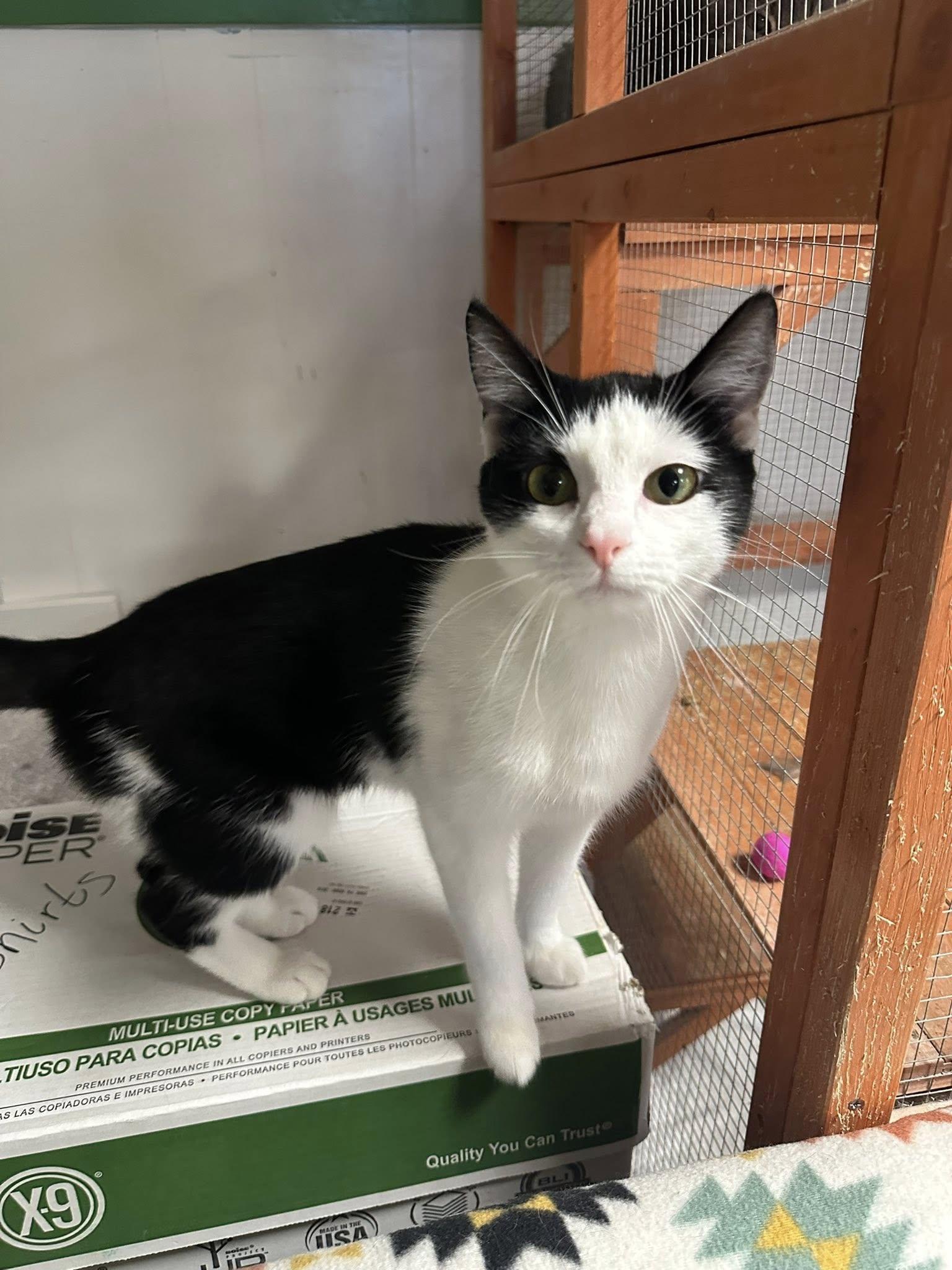 Enlarge Pandy, a Adoptable Domestic Short Hair in Erie, PA image 1/2