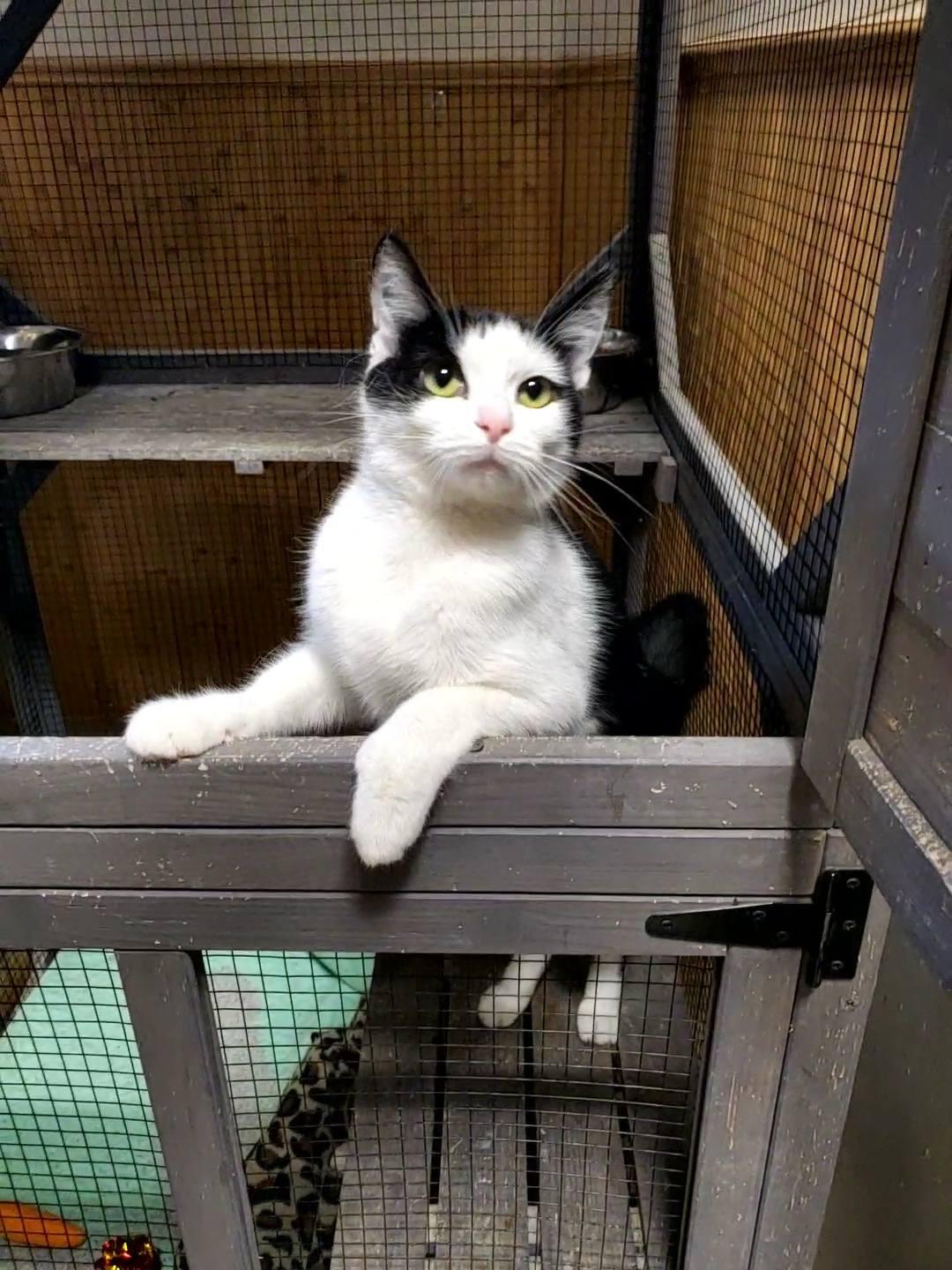 Enlarge Pandy, a Adoptable Domestic Short Hair in Erie, PA image 2/2