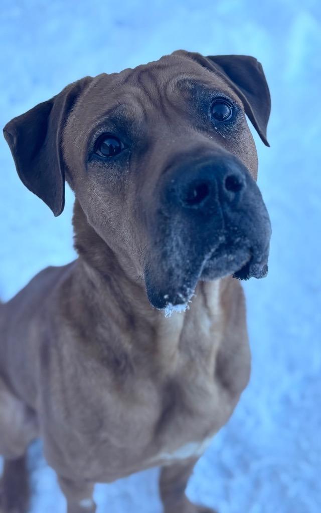 Rufert, Adopted, Adult Male Boxer.