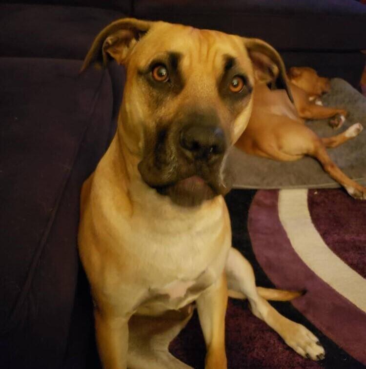 Enlarge Sabrina Brandy, a Adoptable mixed breed in Long Island City, NY image 2/3