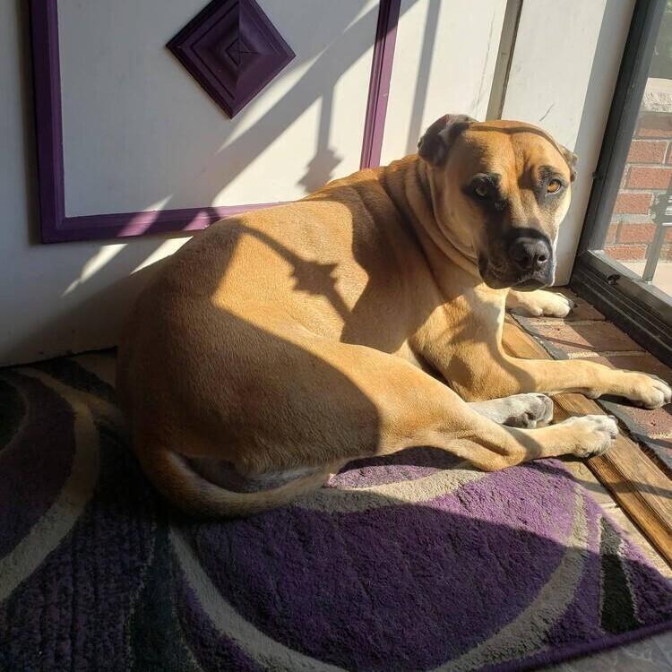 Enlarge Sabrina Brandy, a Adoptable mixed breed in Long Island City, NY image 3/3