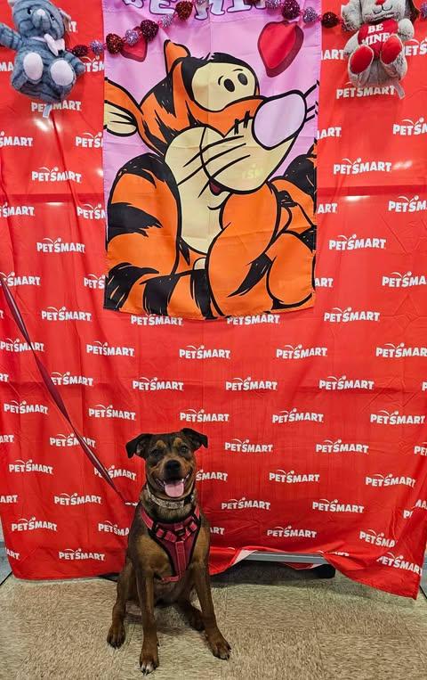 Sable Mae, a Adoptable mixed breed in Wichita Falls, TX image 2/2