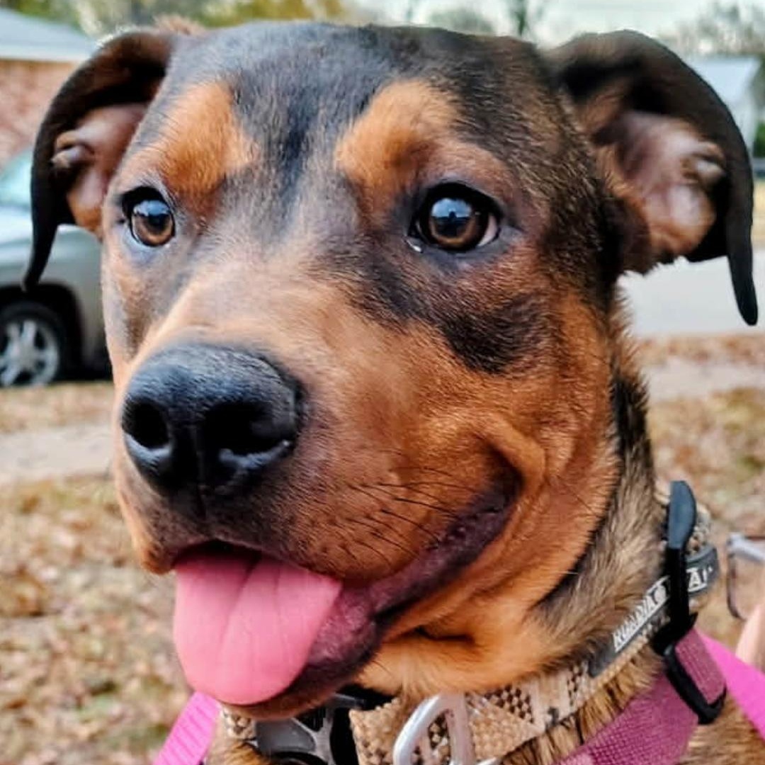 Enlarge Sable Mae, a Adoptable mixed breed in Wichita Falls, TX image 1/1