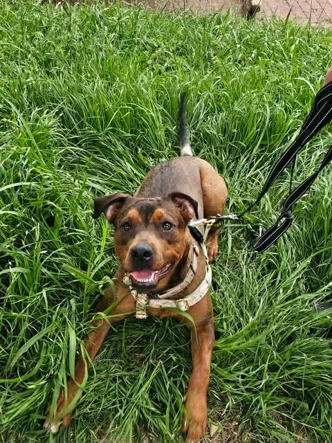 Enlarge Sable Mae, a Adoptable mixed breed in Wichita Falls, TX image 4/4