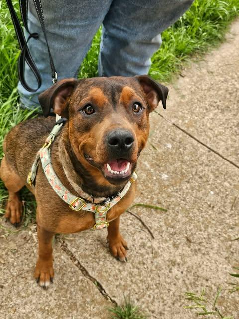 Enlarge Sable Mae, a Adoptable mixed breed in Wichita Falls, TX image 2/4