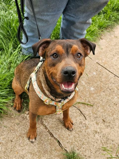Enlarge Sable Mae, a Adoptable mixed breed in Wichita Falls, TX image 1/4