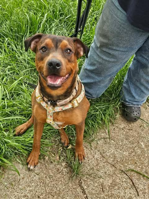 Enlarge Sable Mae, a Adoptable mixed breed in Wichita Falls, TX image 3/4