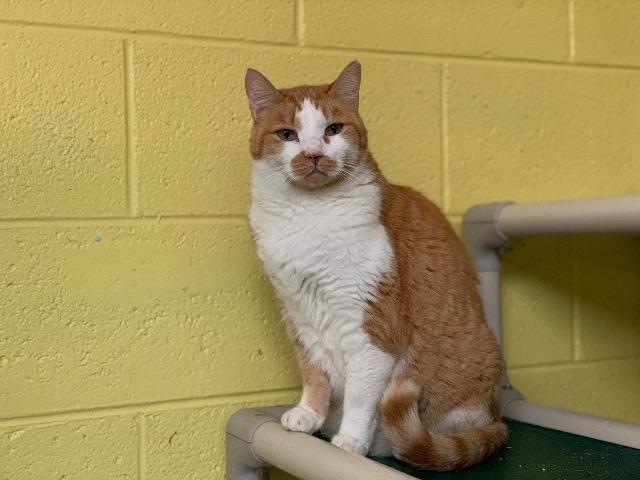 Bill, Adoptable, Senior Male Domestic Short Hair.