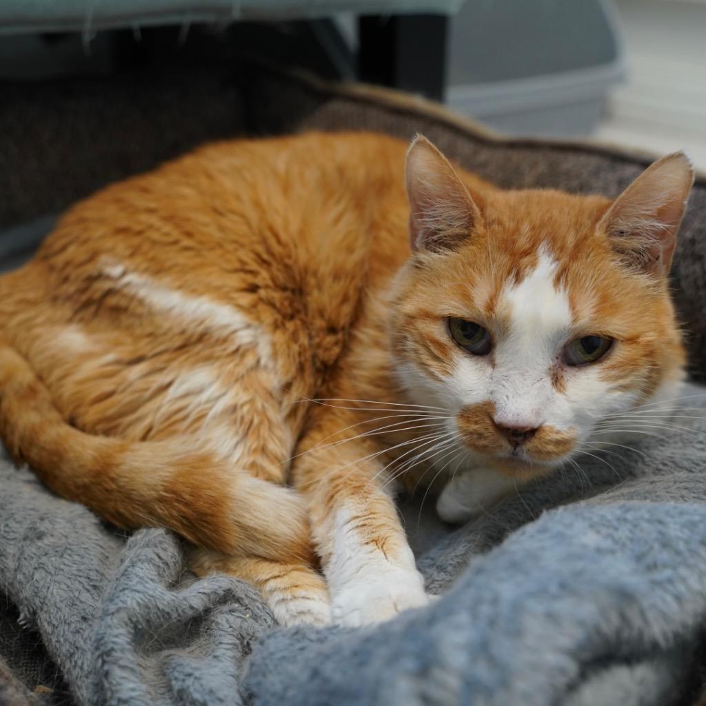 Enlarge Bill, a Adoptable mixed breed in Sandy, UT image 2/2