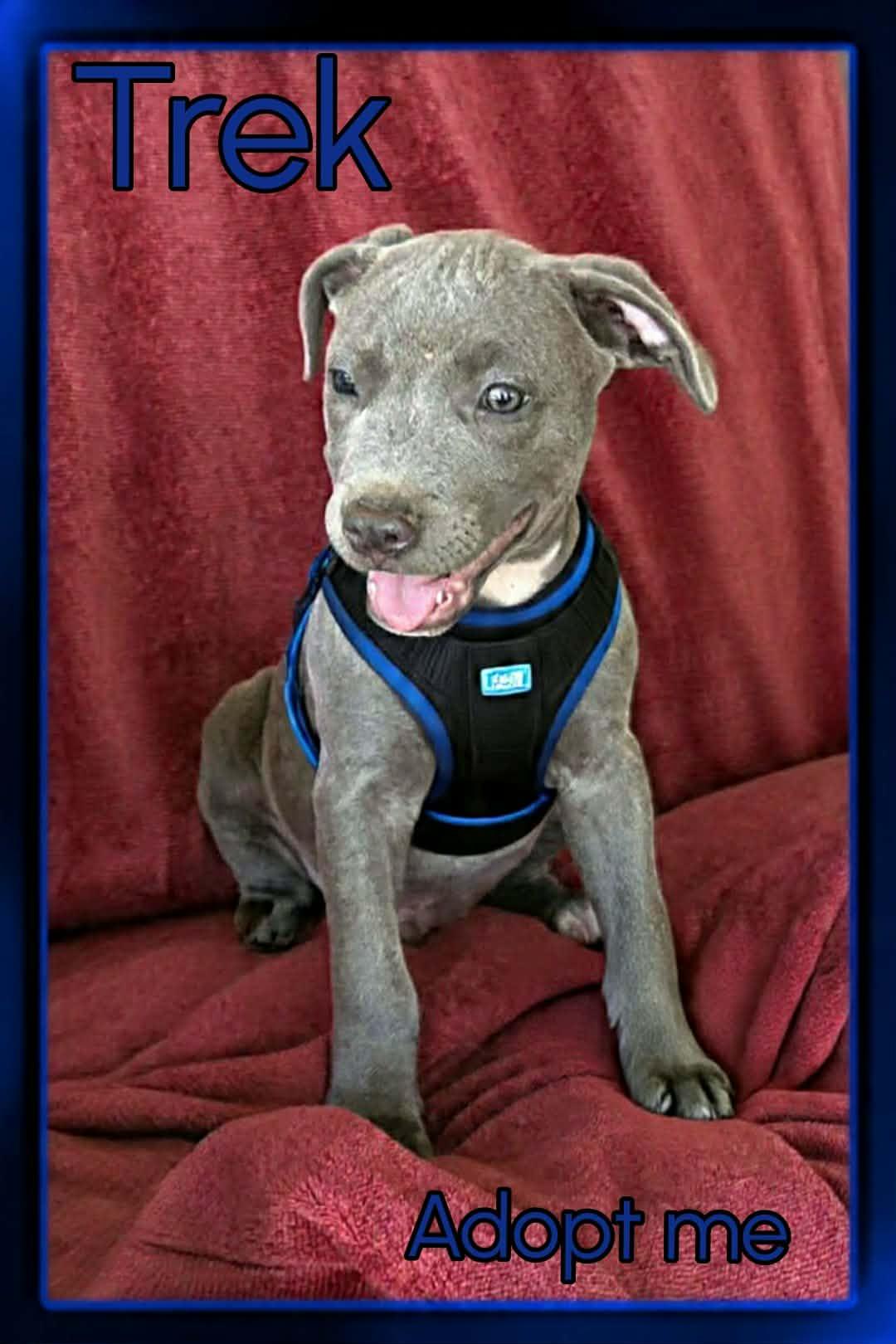 Enlarge Trek, a ADOPTABLE mixed breed in Grove, OK image 2/4