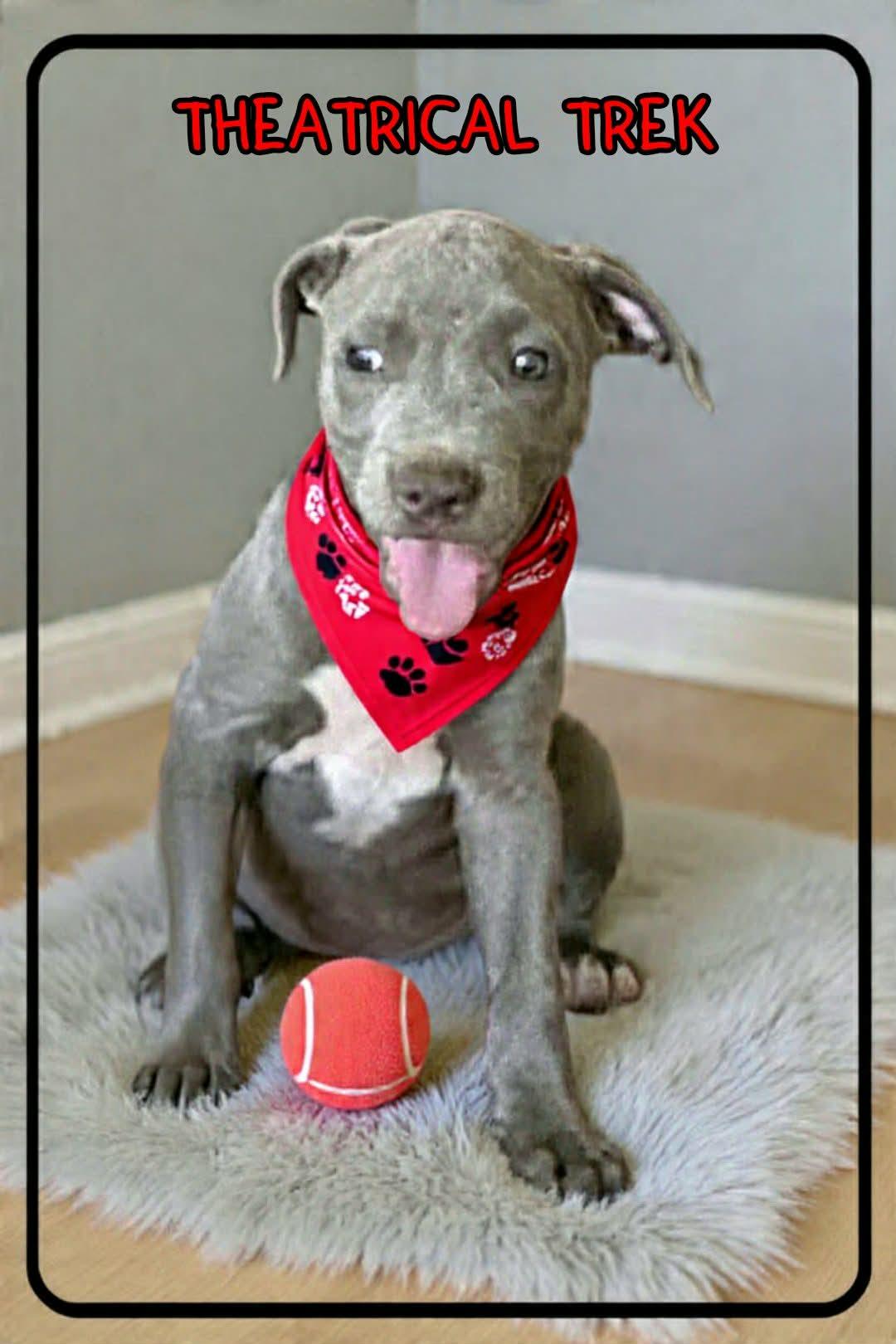 Enlarge Trek, a ADOPTABLE mixed breed in Grove, OK image 3/4