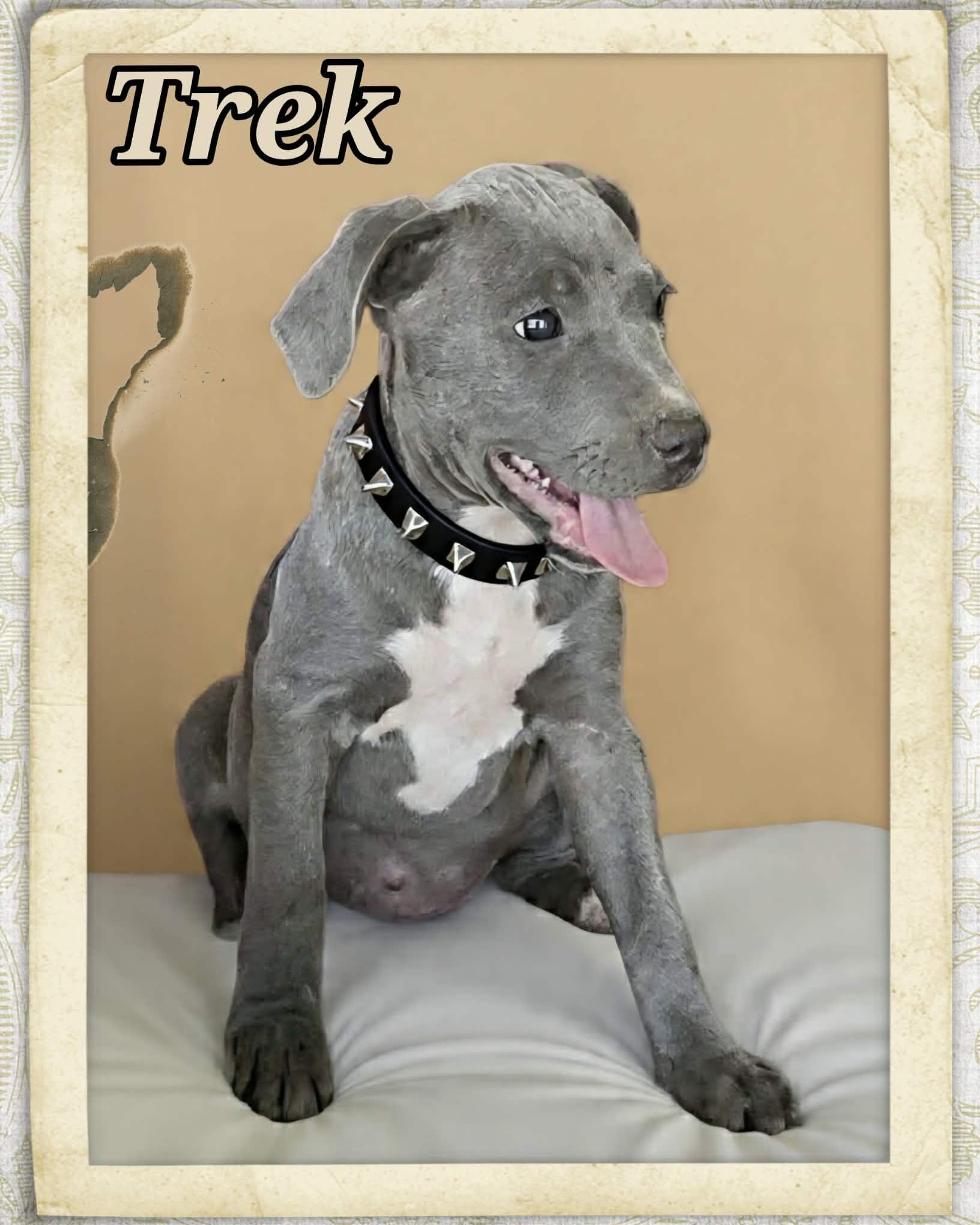 Enlarge Trek, a ADOPTABLE mixed breed in Grove, OK image 4/4