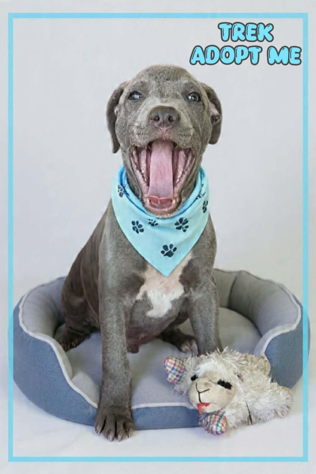 Trek, ADOPTABLE, Puppy Male American Staffordshire Terrier & Pit Bull Terrier.