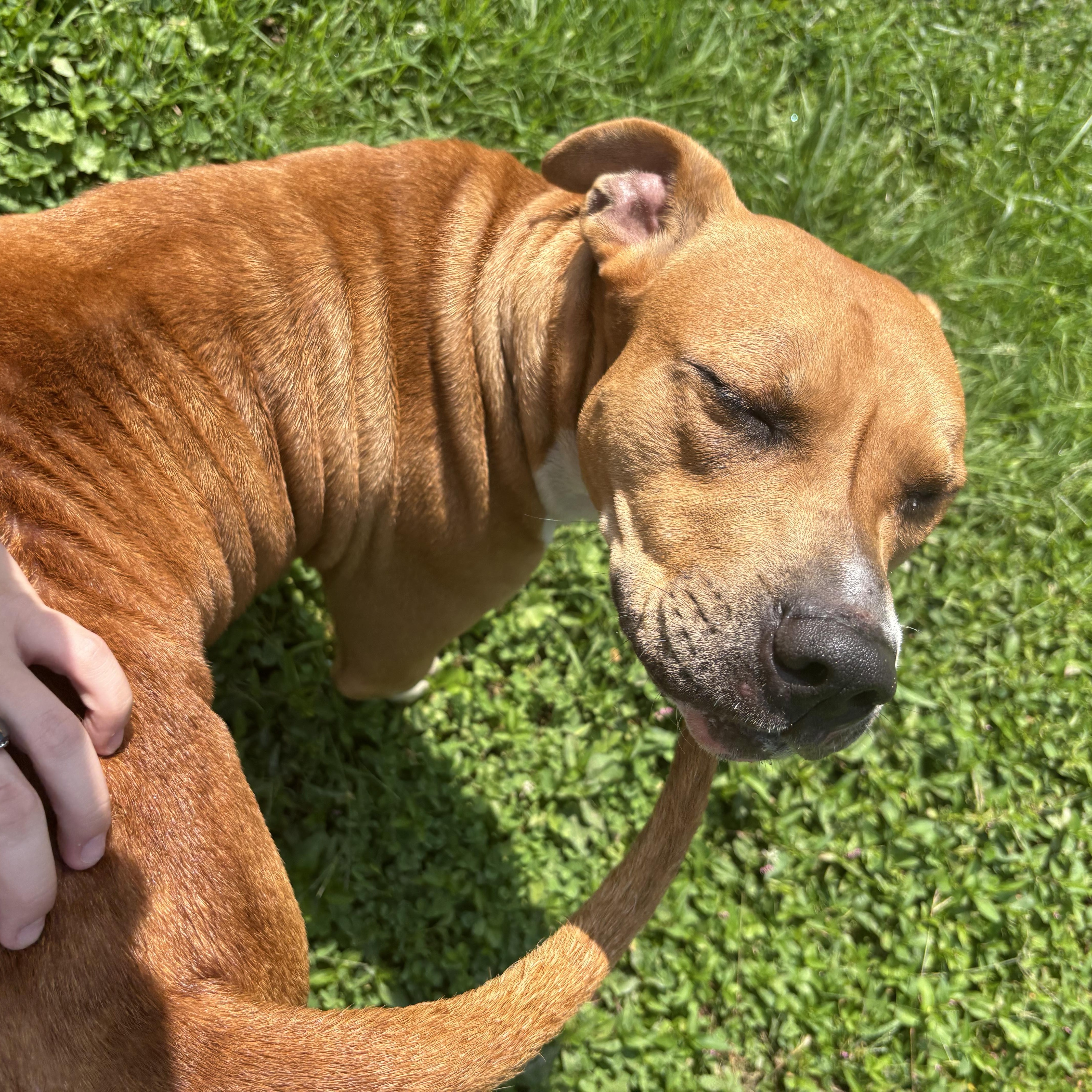 Enlarge Lily, a Adoptable mixed breed in Circleville, OH image 2/3