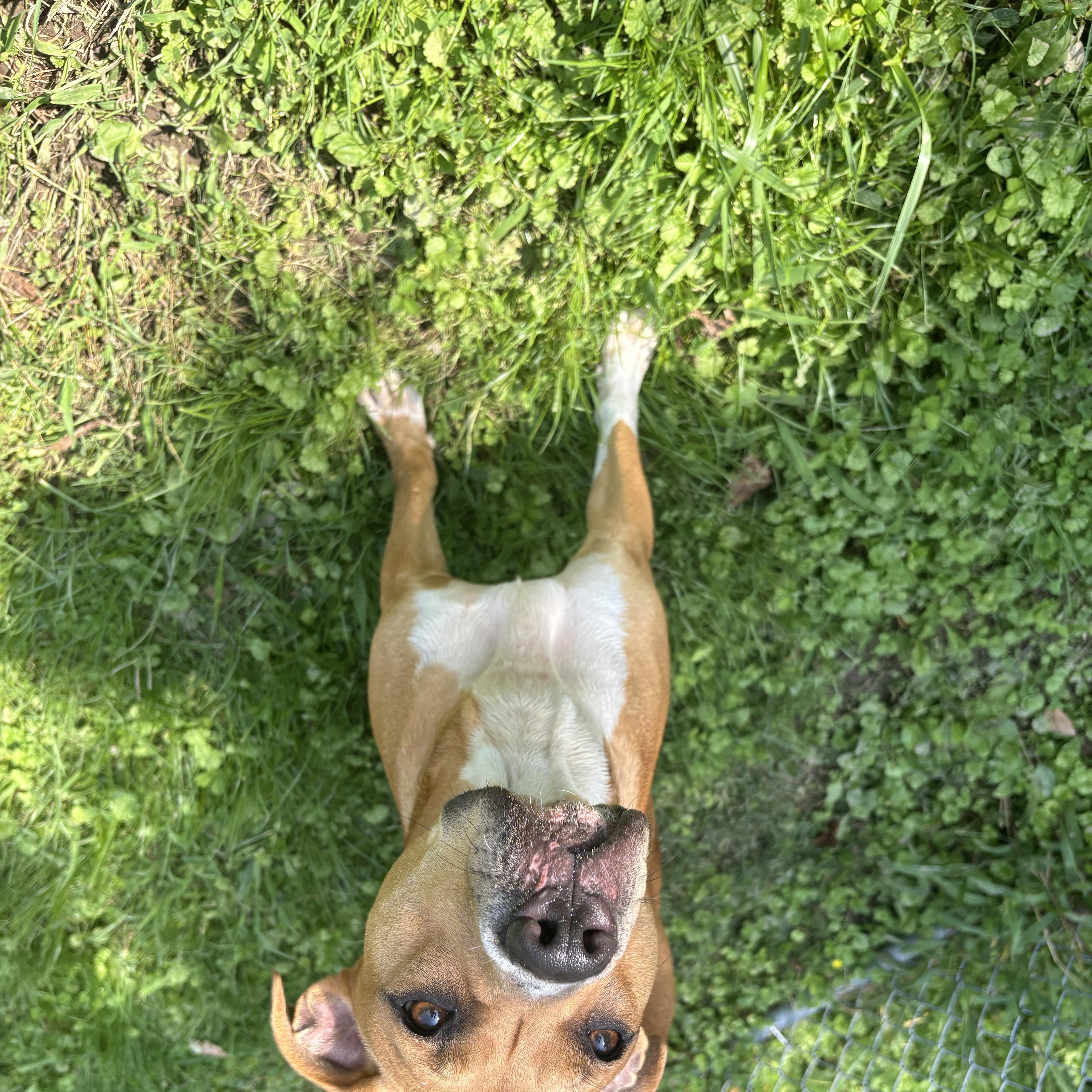 Lily, Adoptable, Young Female Pit Bull Terrier.