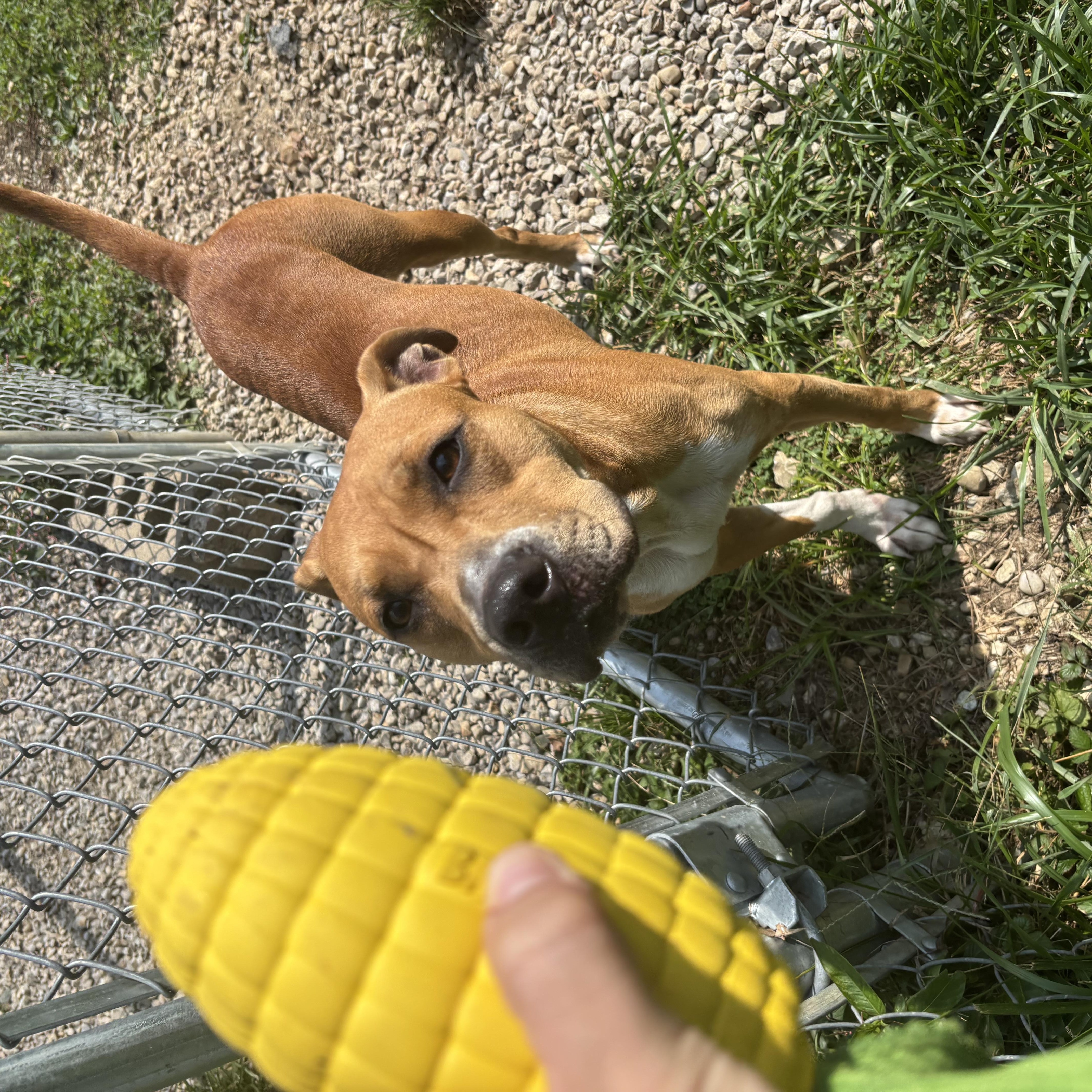 Enlarge Lily, a Adoptable mixed breed in Circleville, OH image 3/3