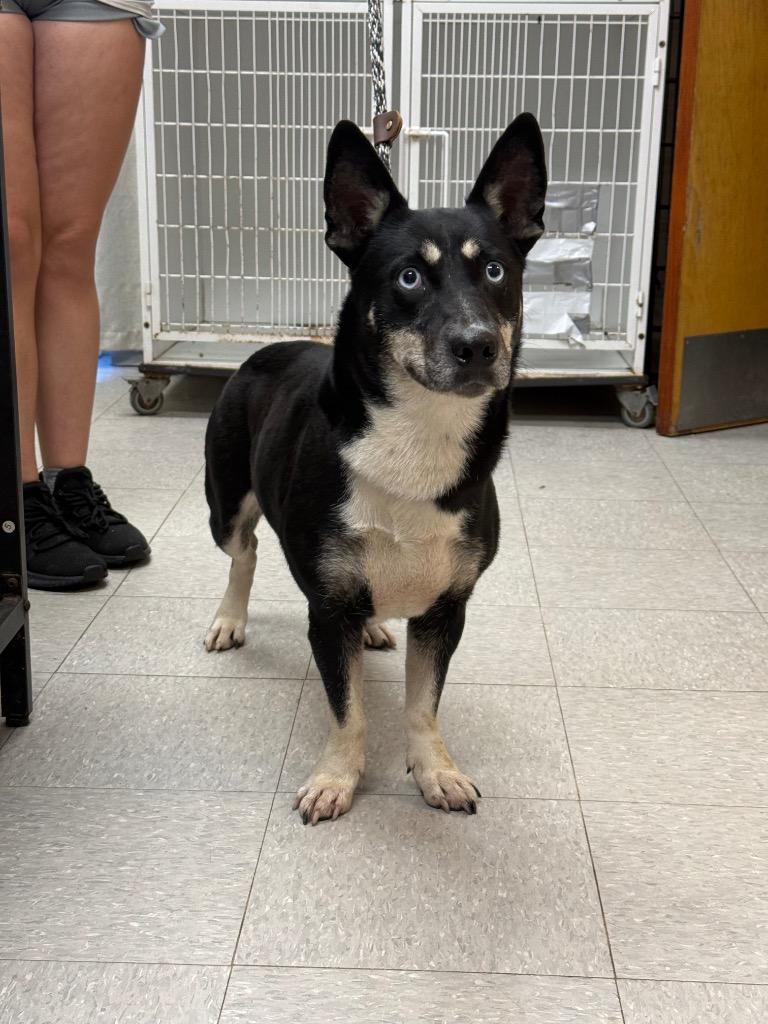 Patty, Adoptable, Adult Female Australian Kelpie & Corgi.