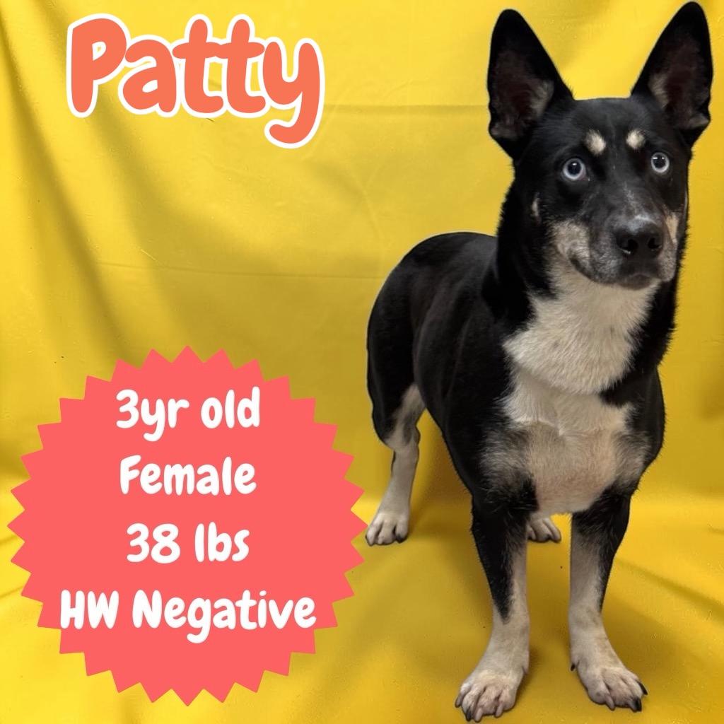 Enlarge Patty, a Adoptable mixed breed in Sorrento, LA image 2/2