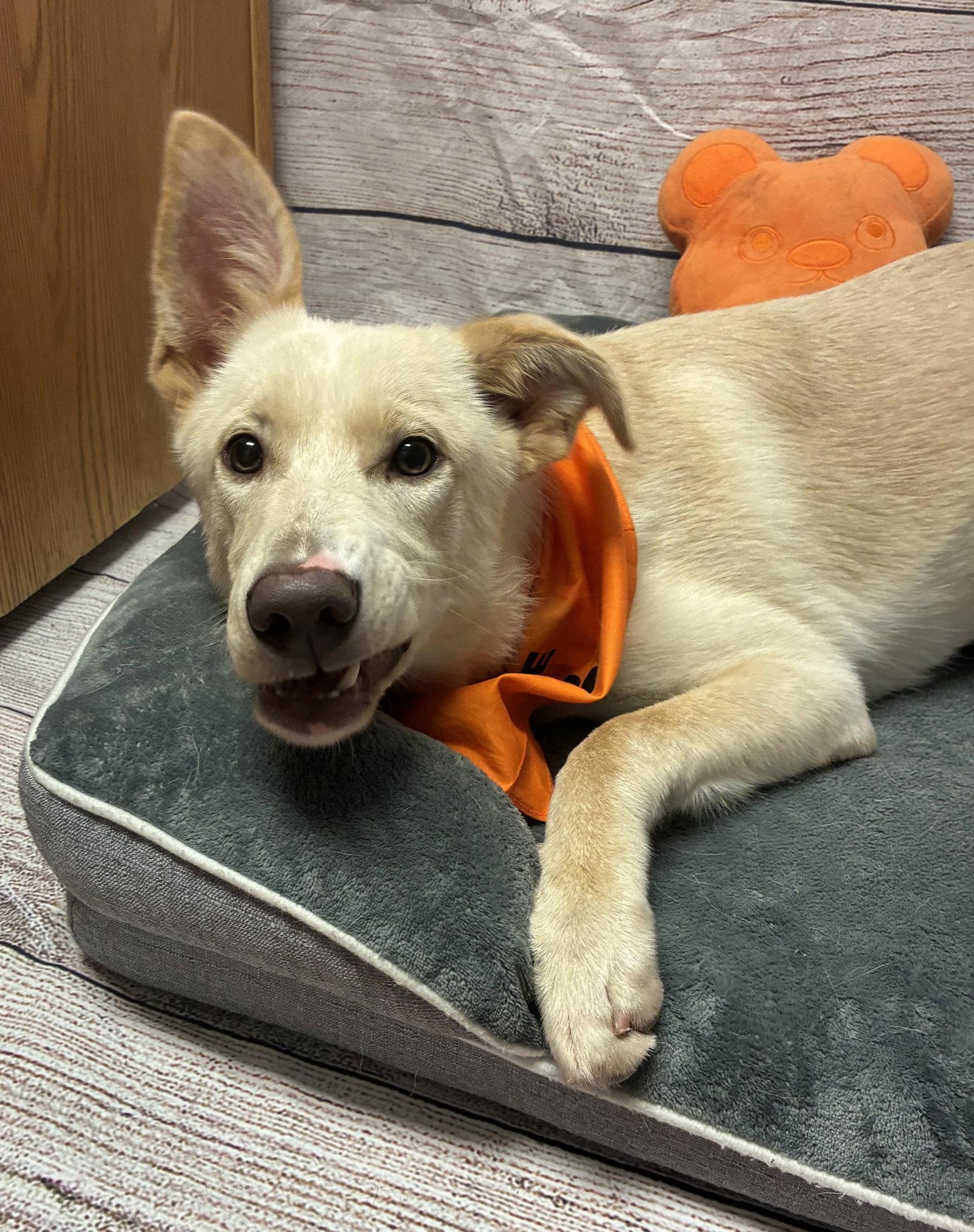 Tennessee, Adopted, Puppy Female Labrador Retriever & Shepherd.