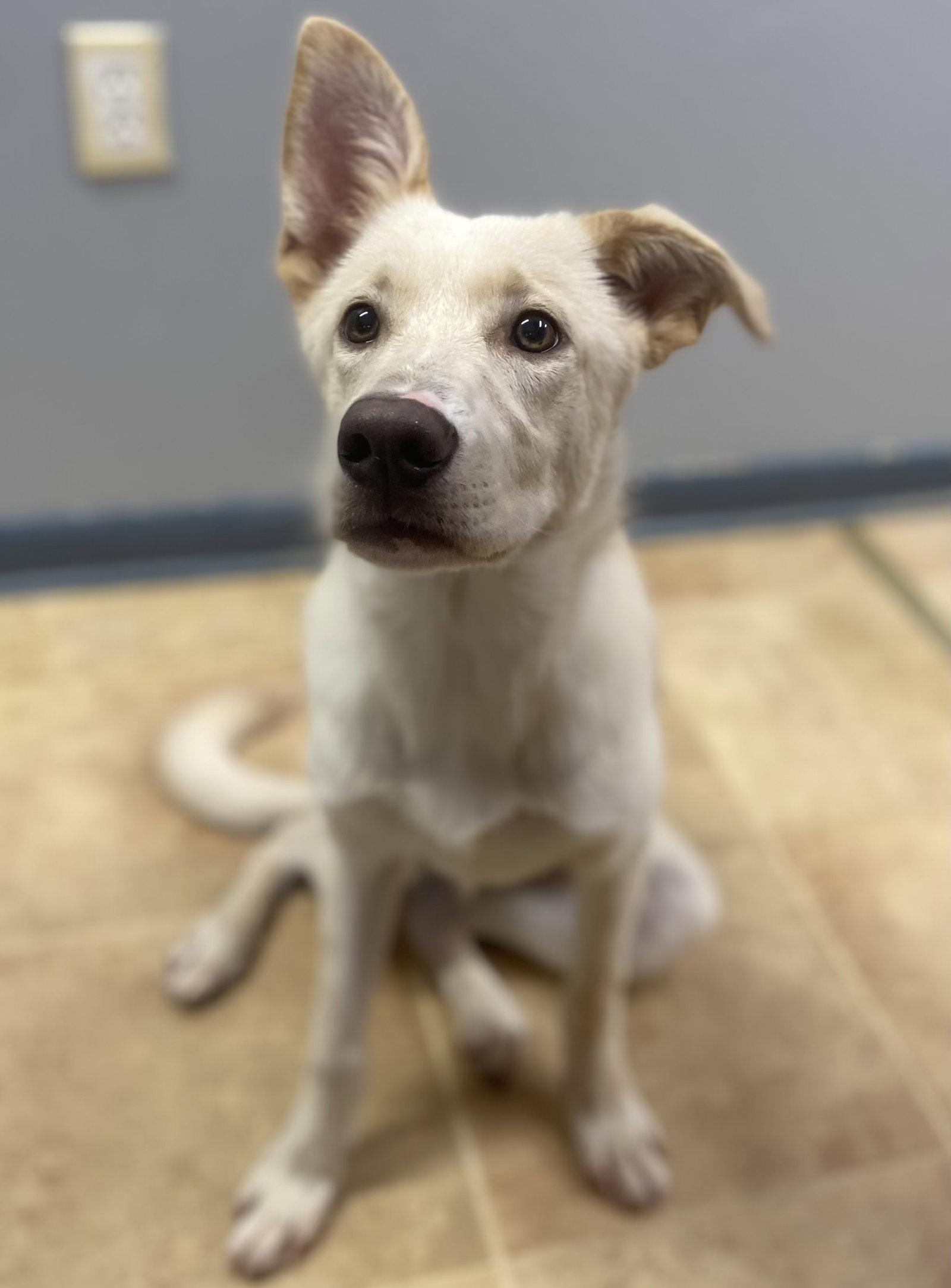 Enlarge Tennessee, a Adopted mixed breed in Raleigh, NC image 2/3
