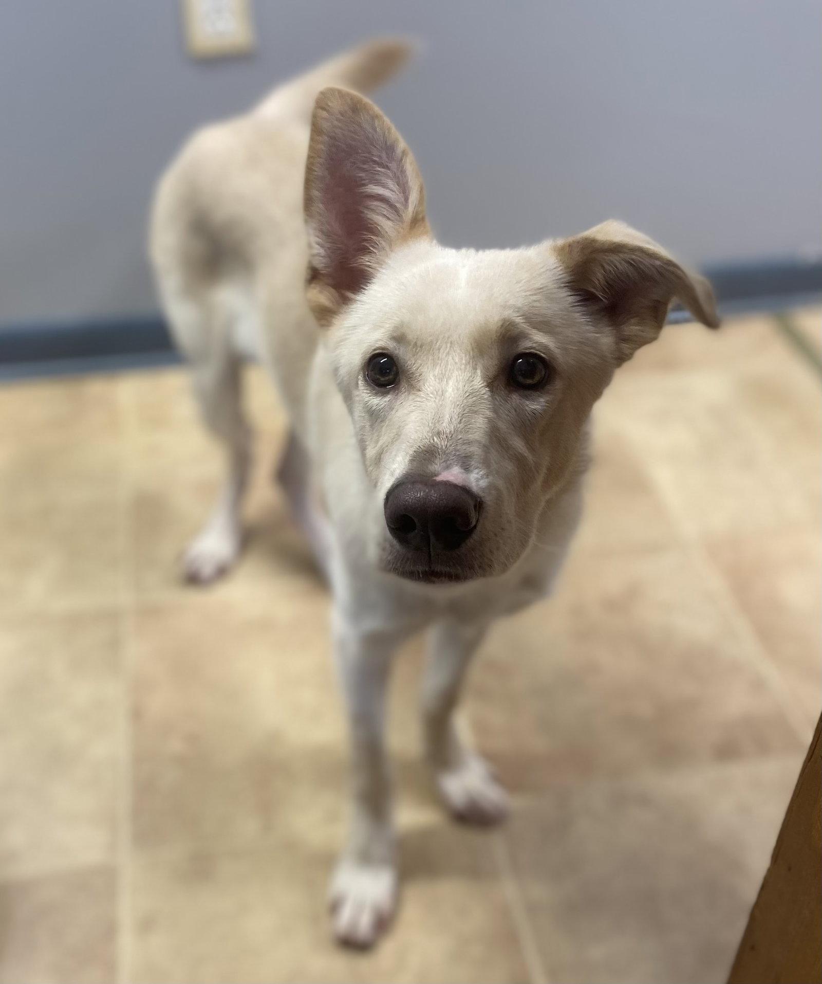 Enlarge Tennessee, a Adopted mixed breed in Raleigh, NC image 3/3