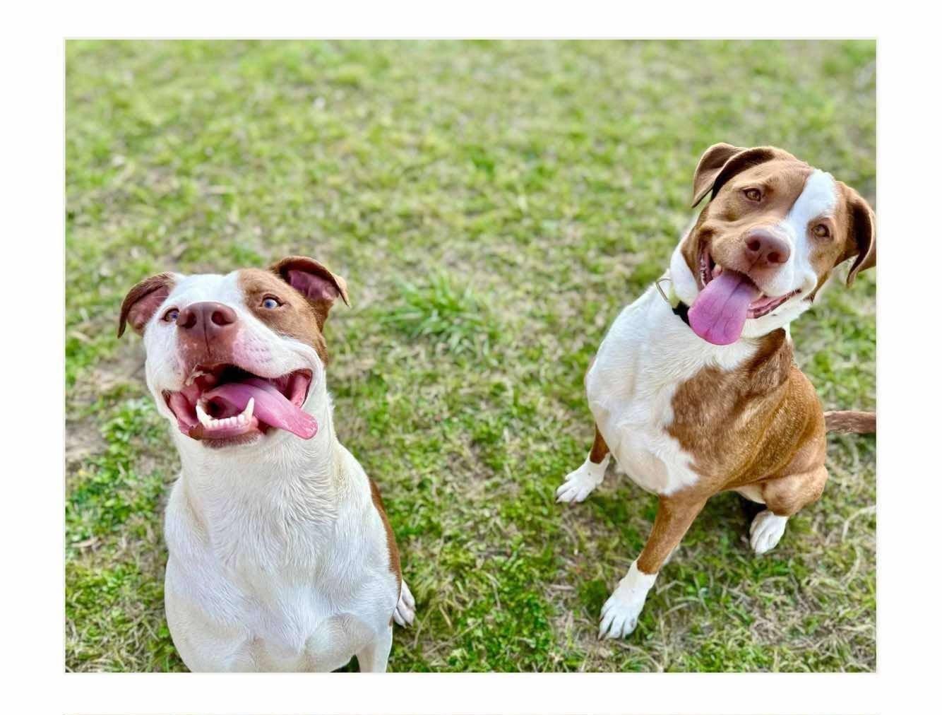 Enlarge Luchee and Eli, a Adoptable mixed breed in Asheville, NC image 2/6