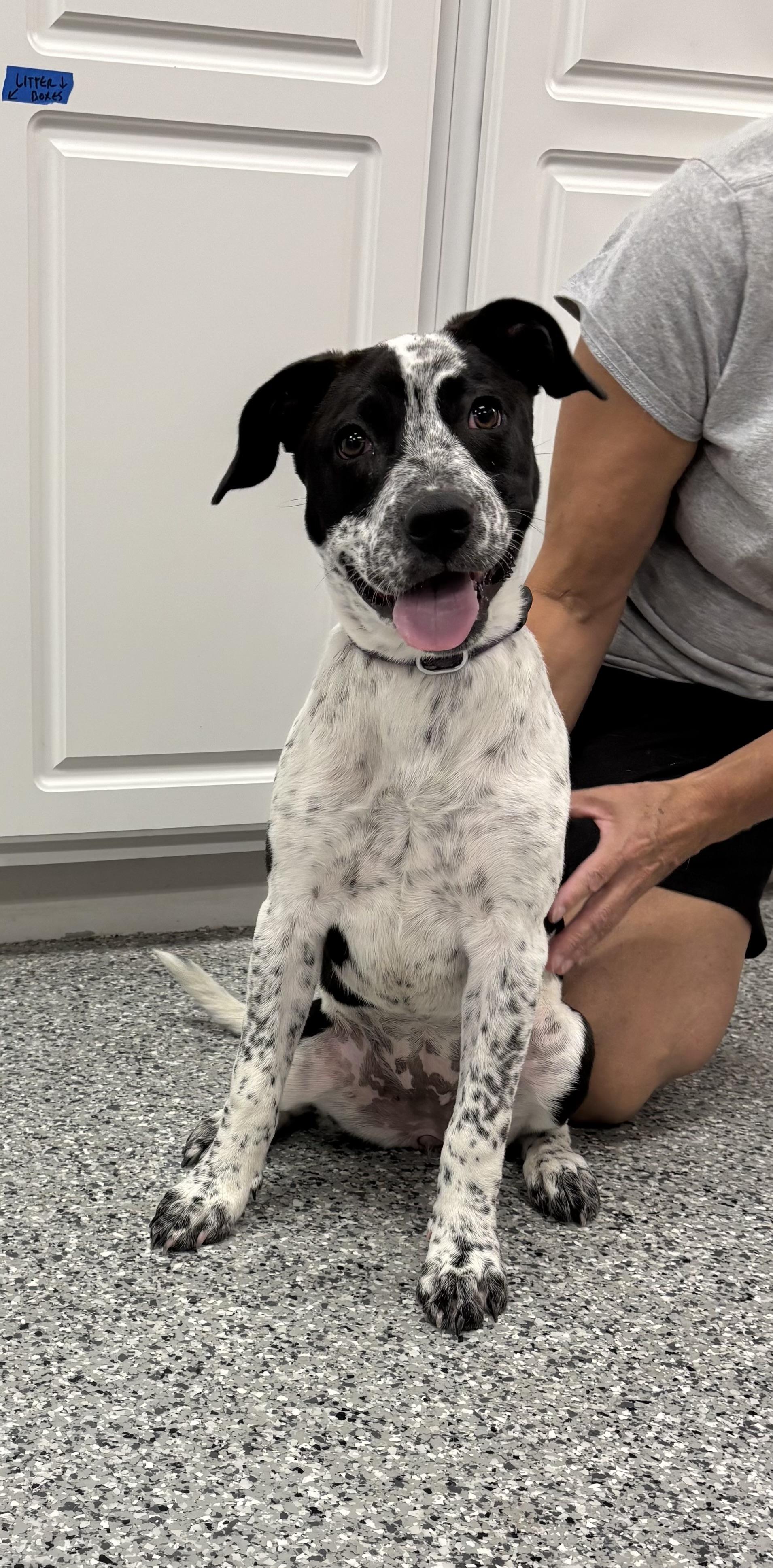 Enlarge Tilly, a Adoptable Mixed Breed in Torrington, WY image 3/3