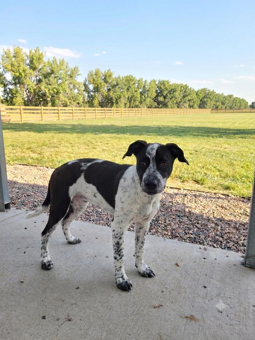 Enlarge Tilly, a Adoptable Mixed Breed in Torrington, WY image 2/3