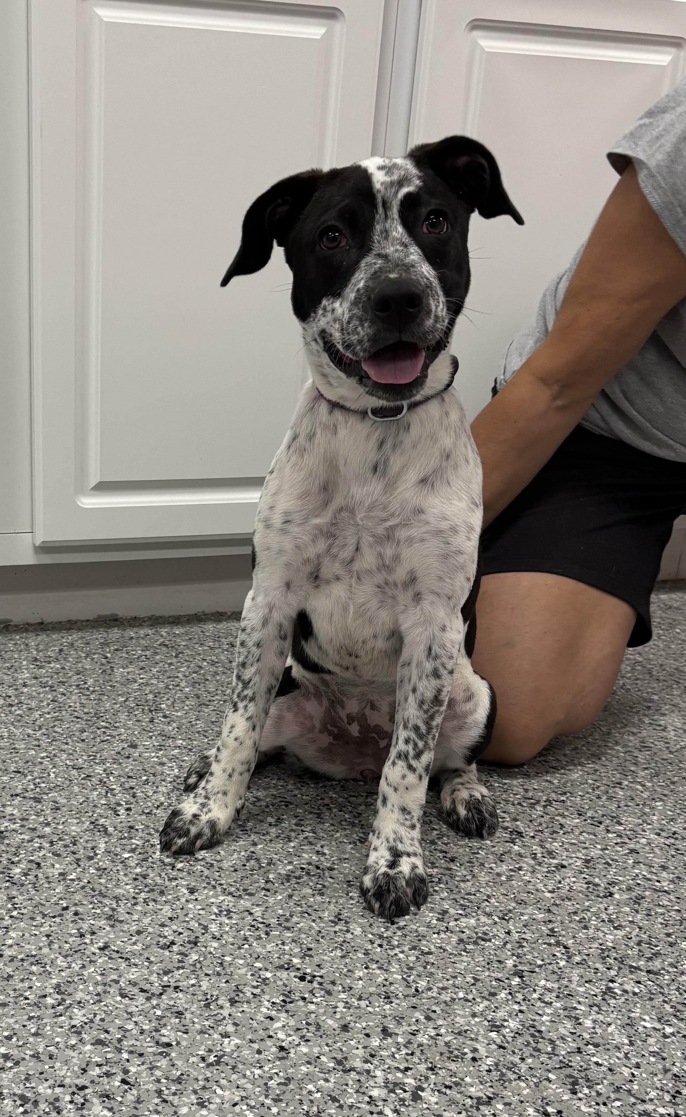 Enlarge Tilly, a Adoptable Mixed Breed in Torrington, WY image 1/3