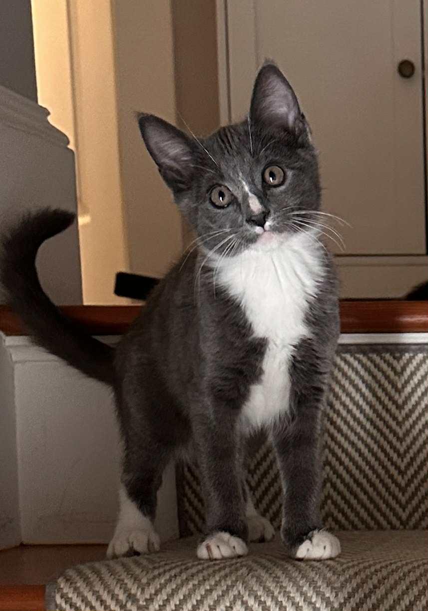 Enlarge Biscuit, a Adopted mixed breed in Hull, MA image 2/2