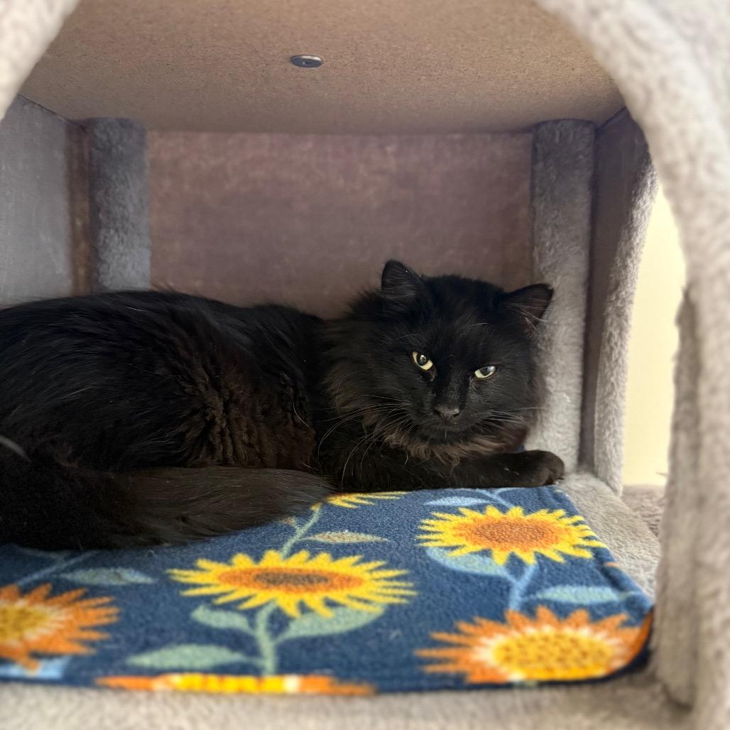 Gary, Adoptable, Adult Male Domestic Long Hair.
