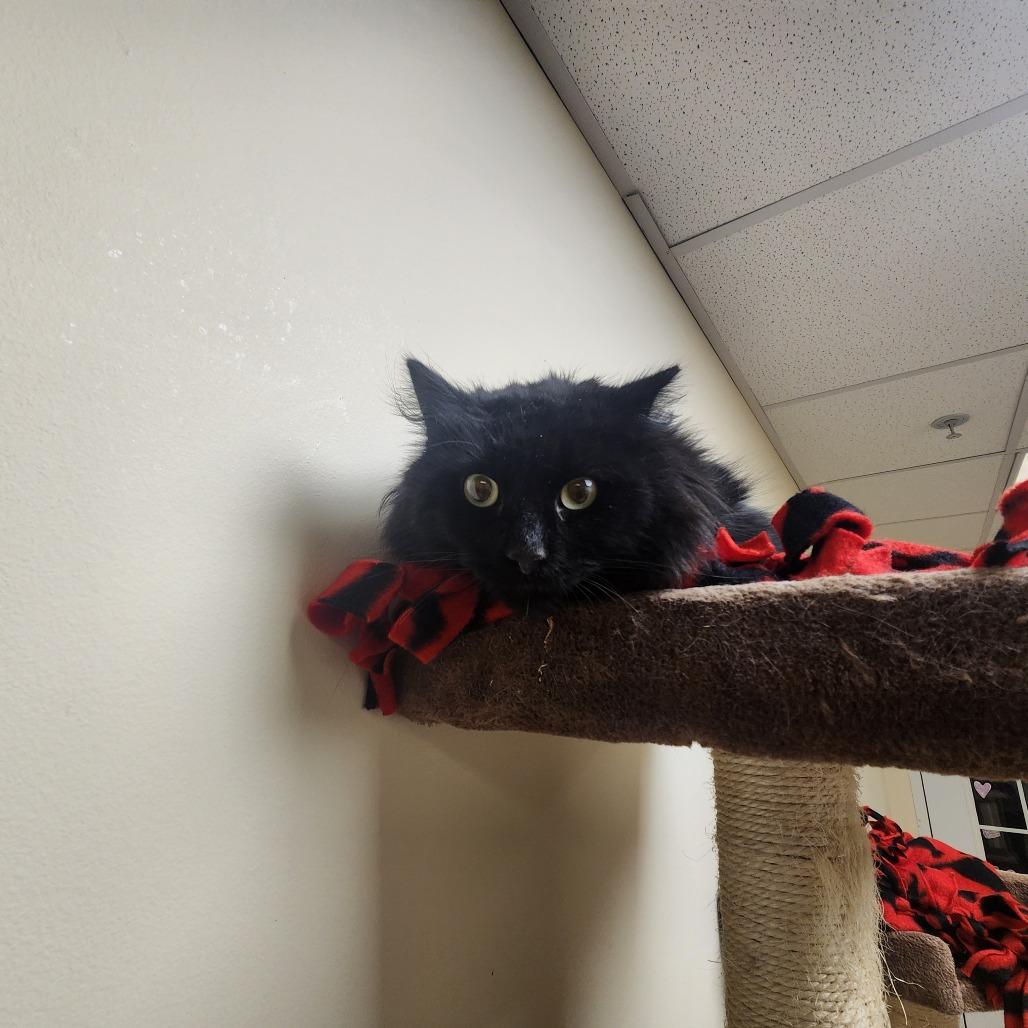 Enlarge Gary, a Adoptable Domestic Long Hair in Naperville, IL image 1/1