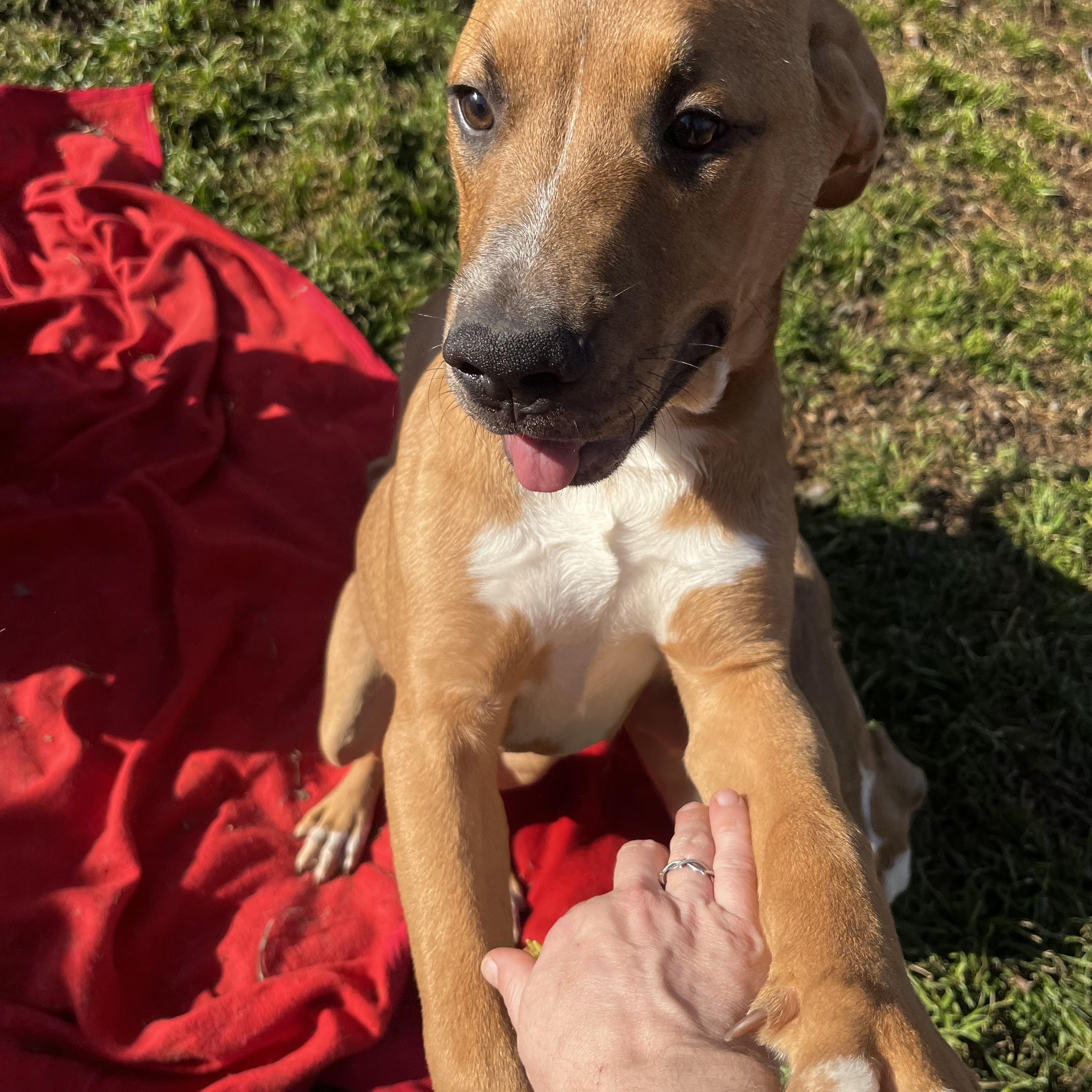 Diesel, a Adoptable mixed breed in Amarillo, TX image 4/4