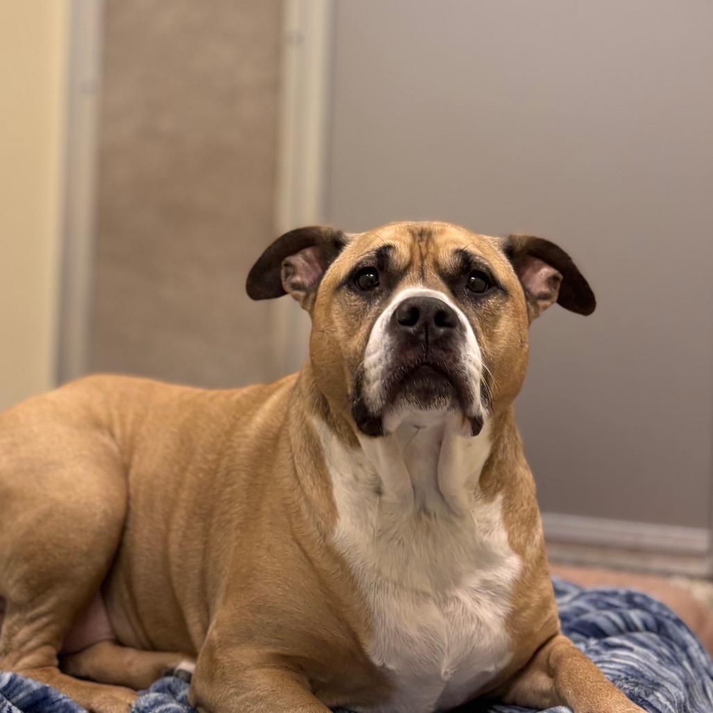 Willow, Adoptable, Senior Female Boxer.