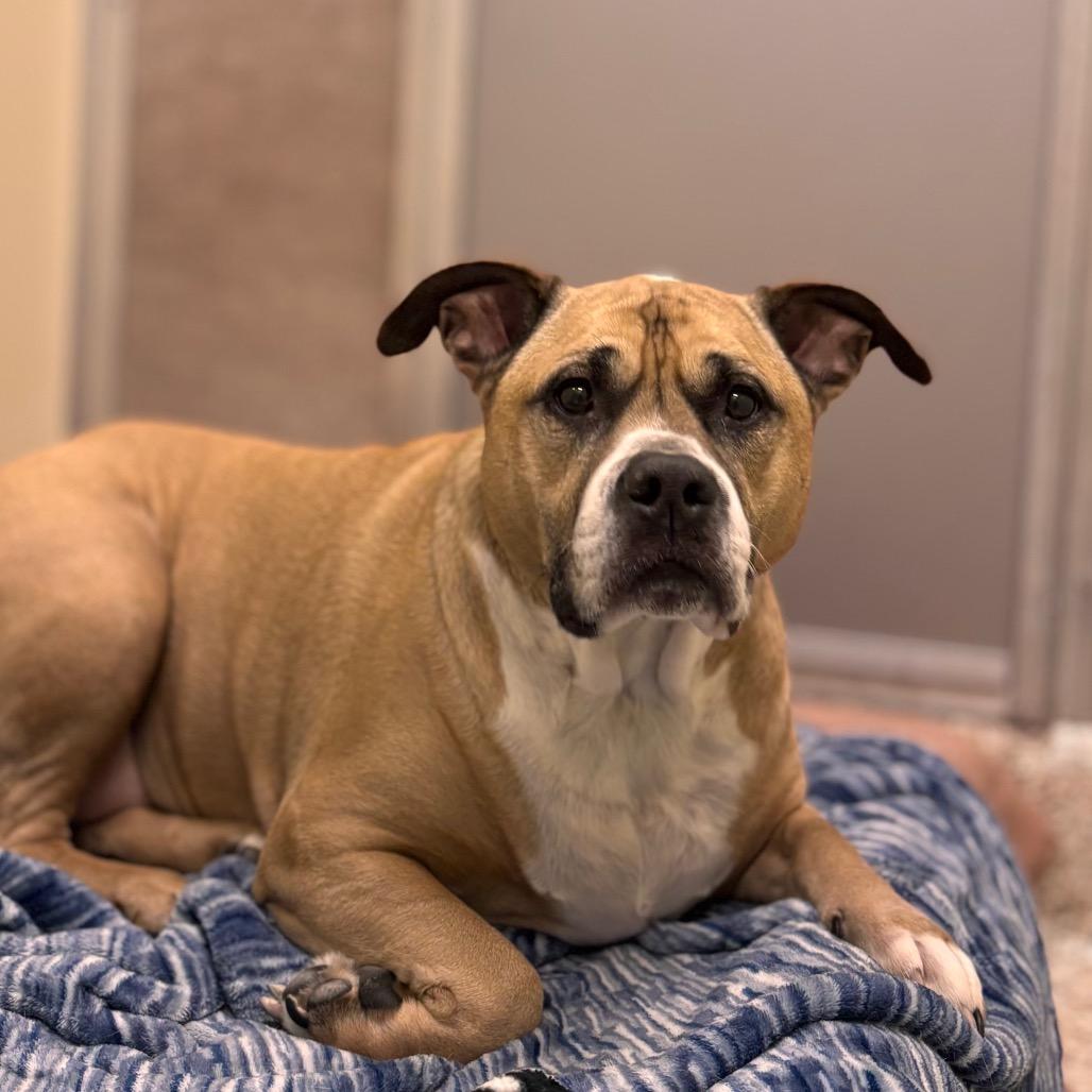 Willow, a Adoptable Boxer in Nashville, IN image 2/6