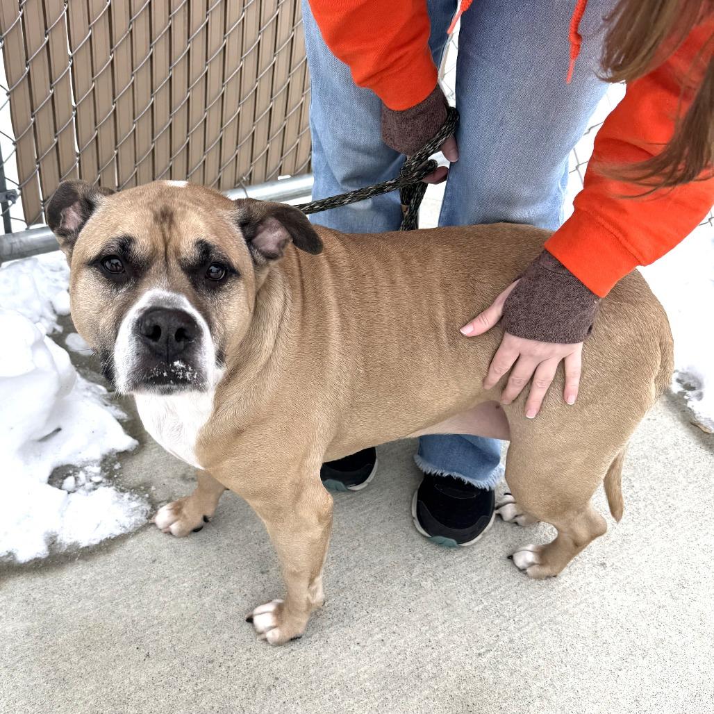 Willow, a Adoptable Boxer in Nashville, IN image 3/6